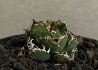 アガベ・チタノタ　麻花(小株) - 032｜agave Twist Dragon/Ma Hua