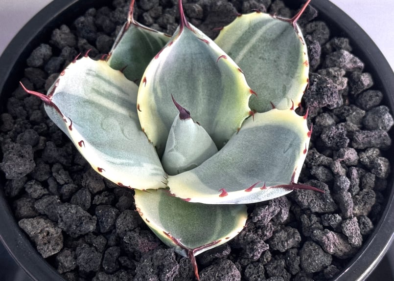 アガベ・パリー（オリザバ）｜（芽）-001｜ agave parryi var. trunca