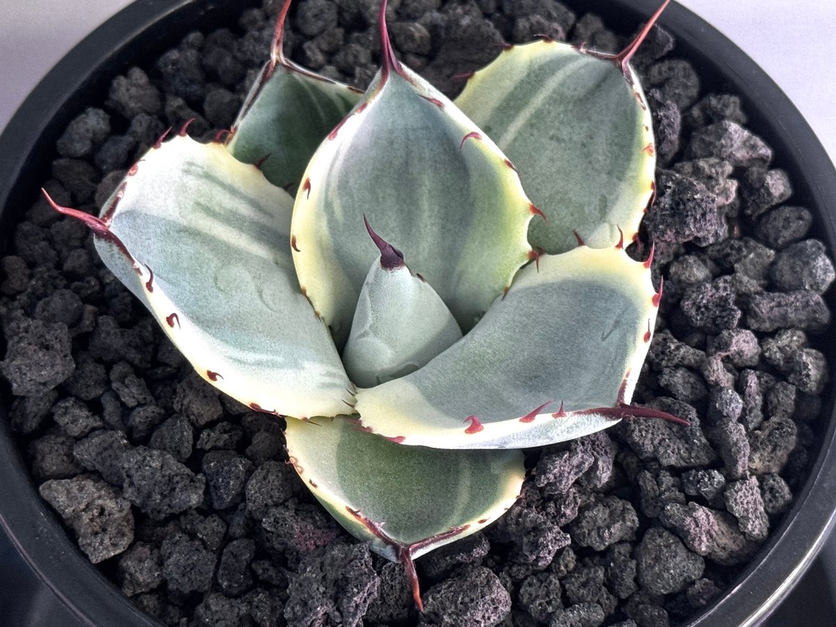 専用　アガベ オリザバ アガベ・パリー（オリザバ）｜（芽）-001｜ agave parryi var. trunca