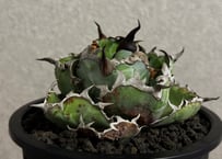 ◆厳選◆アガベ・チタノタ　ブラックアンドブルー-015｜agave titanota Black&Blue