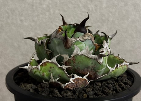 アガベ スーパーチタノタ 大株サイズ スペシャル個体 特選 鉢植発送 Plus_Plants STORE
