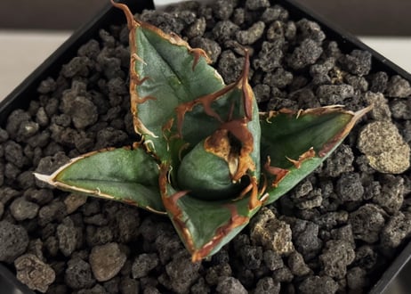 アガベ・チタノタ LQH_2（芽）002｜agave titanota LQH2