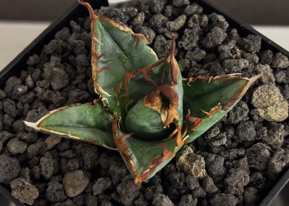 6aafc91a2eb0085fcbd89faa