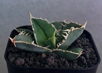 アガベ・チタノタ 白毫刺（芽）-029｜agave titanota