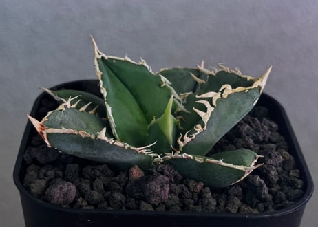 アガベ・チタノタ 白毫刺（芽）-029｜agave titanota