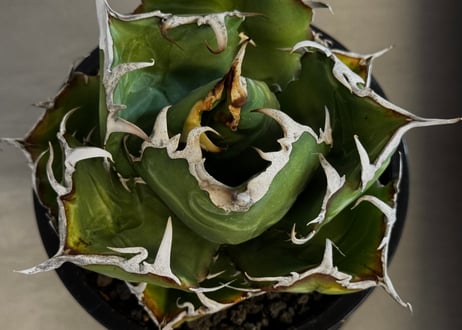アガベ・チタノタ白鯨-102｜agave titanota white whale