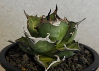 アガベ・チタノタ ハデス 黒帝斯(台湾Hanes) -044｜agave titanota hades