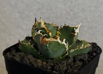 アガベ・チタノタ 疣猪/丸叶背刺（芽）-025｜agave titanota warthog