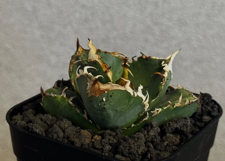 CATEGORY Titanota warthog｜疣猪 | Plus_Plants STORE