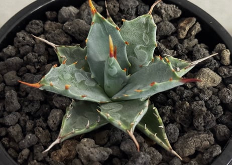 アガベ ハイブリッド・甲蟹×妖炎 (小株/実生)-015｜Agave hybrid isthmensis × utahensis var. eborispina
