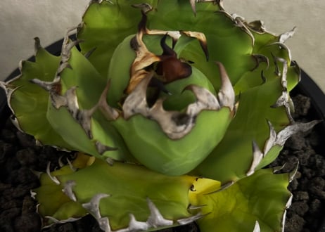 ◆厳選◆アガベ・チタノタ 姫厳竜-102｜agave titanota dwarf