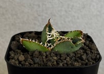 アガベ・チタノタ 繁星（芽）-077｜agave titanota star‐studded