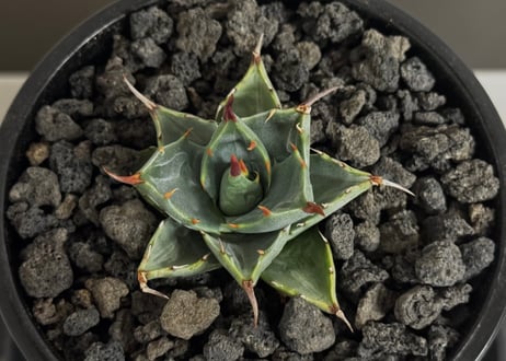 アガベ ハイブリッド・甲蟹×妖炎 (小株/実生)-006｜Agave hybrid isthmensis × utahensis var. eborispina