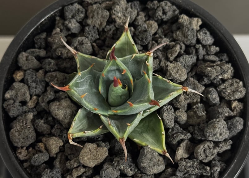 アガベ ハイブリッド・甲蟹×妖炎 (小株/実生)-006｜Agave hybrid isthm