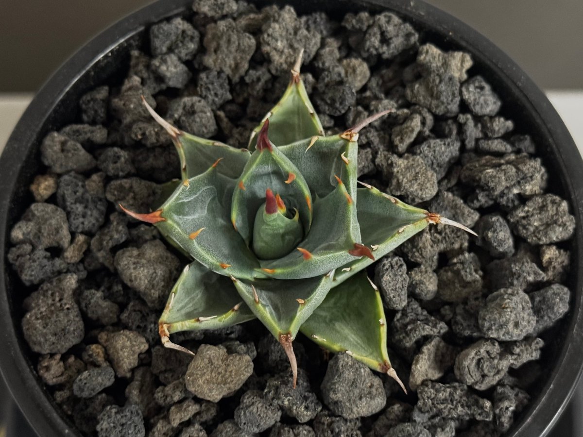 アガベ ハイブリッド・甲蟹×妖炎 (小株/実生)-006｜Agave hybrid isthm