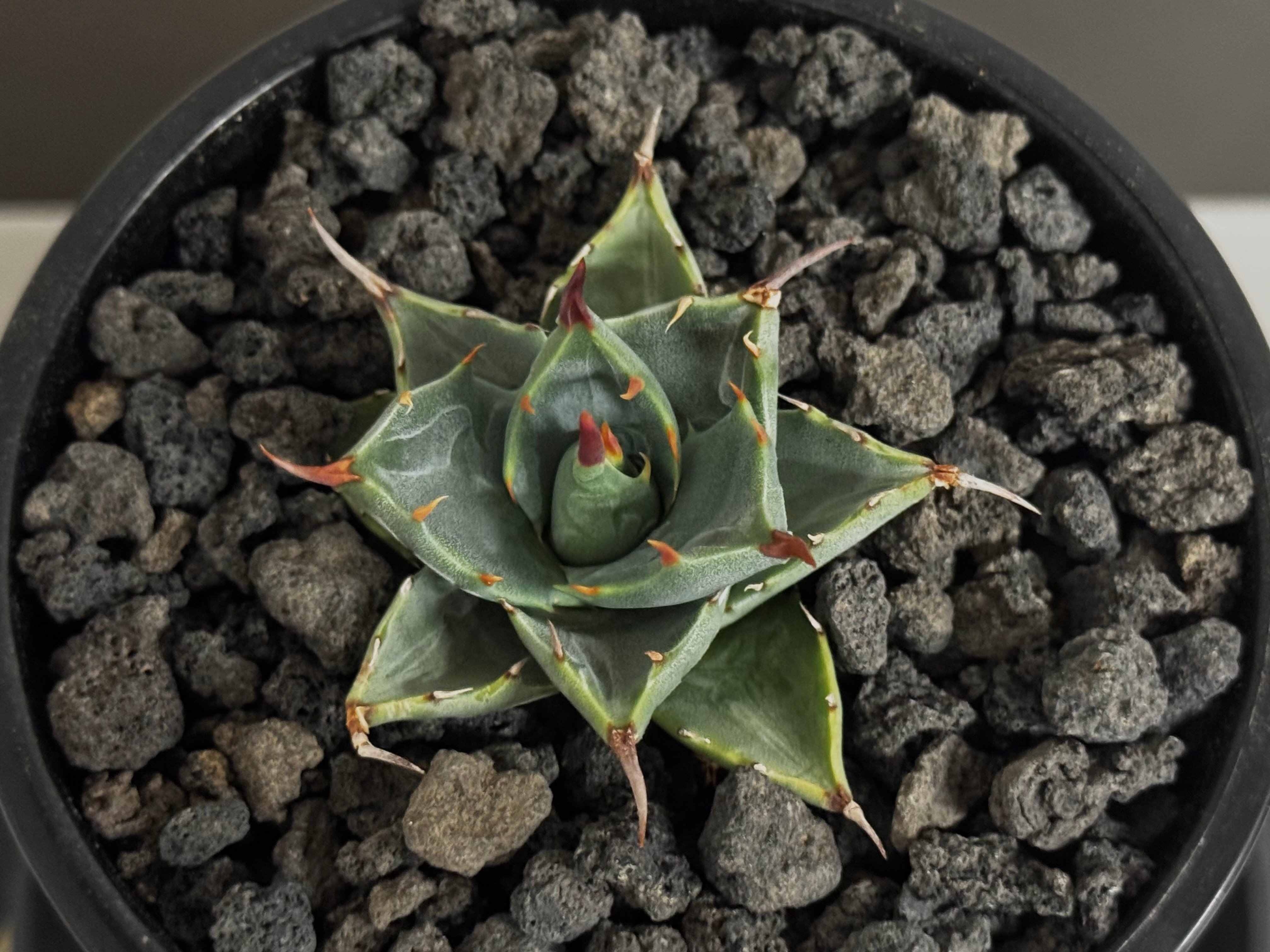 アガベ ハイブリッド・甲蟹×妖炎 (小株/実生)-006｜Agave hybrid isthm