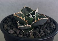 ◆厳選◆アガベ・チタノタ 狼人（小株）-046｜agave titanota were wolf