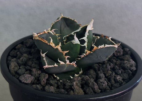 ◆厳選◆アガベ・チタノタ 狼人（小株）-046｜agave titanota were wolf