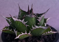 ◆厳選◆アガベ・チタノタ 海王（中株）-039｜agave titanota aqua man