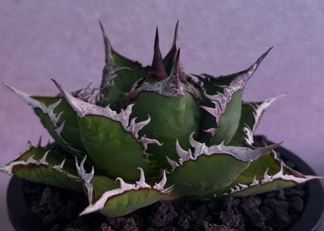 ◆厳選◆アガベ・チタノタ 海王（中株）-039｜agave titanota aqua man