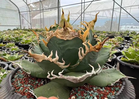 アガベ・チタノタ 吸血鬼（芽）001｜agave titanota vampire