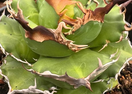 アガベ・チタノタ LQH_金（芽）001｜agave titanota venus