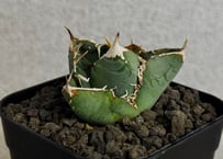 アガベ・チタノタ 繁星（芽）-076｜agave titanota star‐studded