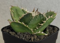 アガベ・チタノタ 蚩尤（芽）-017｜agave titanota chiyou