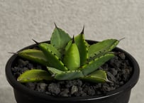 アガベ・笹の雪×イシスメンシス ハイブリッド（芽）-007｜ agave victoriae-reginae x isthmensis