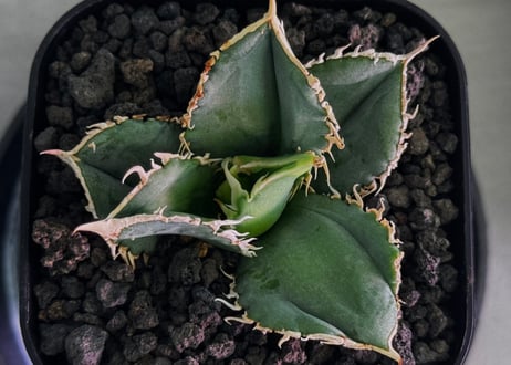 アガベ・チタノタ 白毫刺（芽）-026｜agave titanota