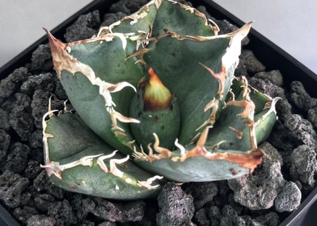 アガベ・チタノタ 疣猪/丸叶背刺（芽）-021｜agave titanota warthog