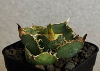 アガベ・チタノタ 疣猪/丸叶背刺（芽）-024｜agave titanota warthog