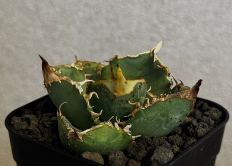 CATEGORY Titanota warthog｜疣猪 | Plus_Plants STORE