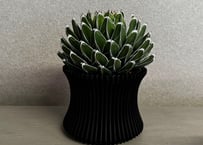 アガベ・笹の雪 -003｜agave victoriae-reginae