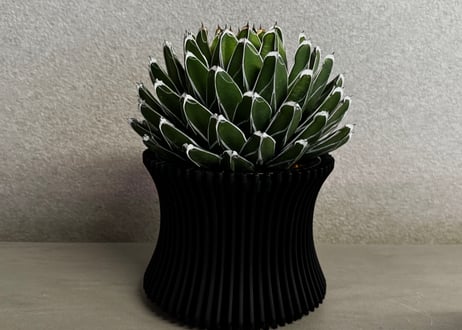 値下げ！大株！アガベ　ナッシュビオラム　ポタトラム＋シーマニアーナ　ハイブリッド Plus_Plants STORE