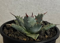 アガベ ハイブリッド・甲蟹×妖炎 (小株/実生)-010｜Agave hybrid isthmensis × utahensis var. eborispina