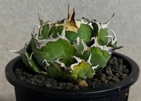 ◆厳選◆アガベ・チタノタ白鯨-051｜agave titanota white whale