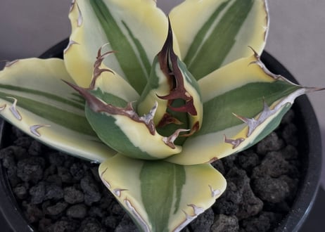 アガベ・チタノタ  スナグルトゥース（芽／Lize血統）-009｜agave titanota snaggle_tooth