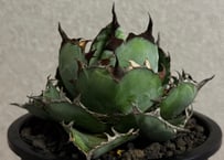 ◆厳選◆アガベ・チタノタ　ブラックアンドブルー-017｜agave titanota Black&Blue