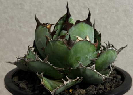 ◆厳選◆アガベ・チタノタ　ブラックアンドブルー-017｜agave titanota Black&Blue