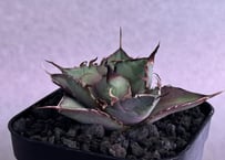 アガベ・チタノタ インフェルノ(芽)-002｜agave titanota inferno