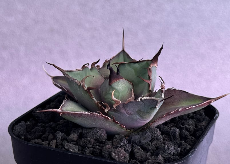 アガベ・チタノタ インフェルノ(芽)-002｜agave titanota inferno |