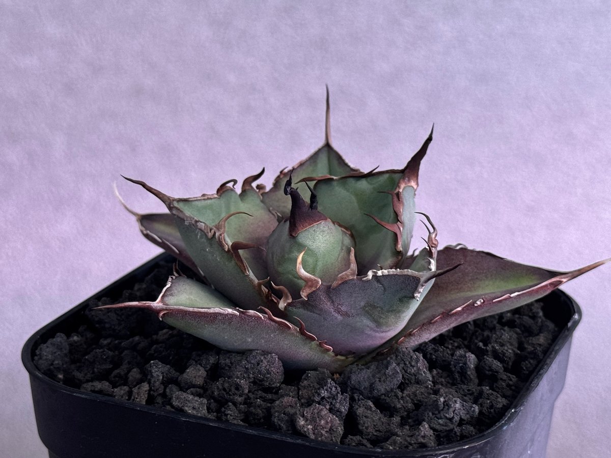 CACTUS GREEN アガベチタノタ インフェルノ コレクション株 子株付き