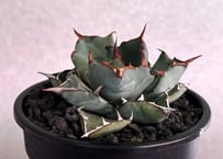 アガベ ハイブリッド・甲蟹×姫厳竜 (小株/実生)-002｜Agave hybrid isthmensis × titanota dwarf