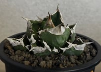 アガベ・チタノタ 白火焔(台湾Hanes)-044｜agave titanota white flame
