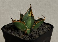 アガベ・チタノタ 吸血鬼（芽）001｜agave titanota vampire