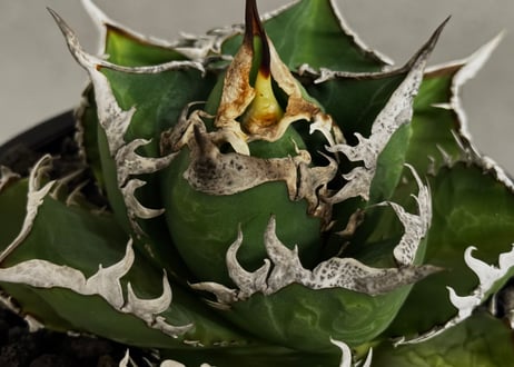 ◆厳選◆アガベ・チタノタ 海王（中株）-040｜agave titanota aqua man