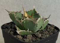 アガベ・チタノタ　隕石(ミーティアライト)-045｜agave titanota meteorite