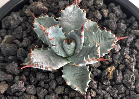 【特選】アガベ ハイブリッド・甲蟹×妖炎 (芽)-002｜Agave hybrid isthmensis × utahensis var. eborispina