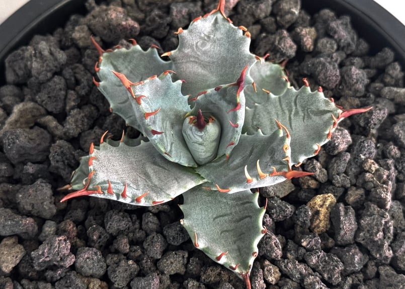 Agave Hybrid “妖炎 × 姫甲蟹” 特選】アガベ ハイブリッド・甲蟹×妖炎 (芽)-002｜Agave hybrid isthm